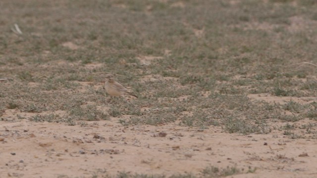 Greater Hoopoe-Lark - ML429269111