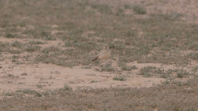 Greater Hoopoe-Lark - ML429271851