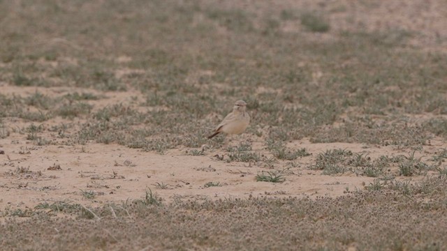 Greater Hoopoe-Lark - ML429271851