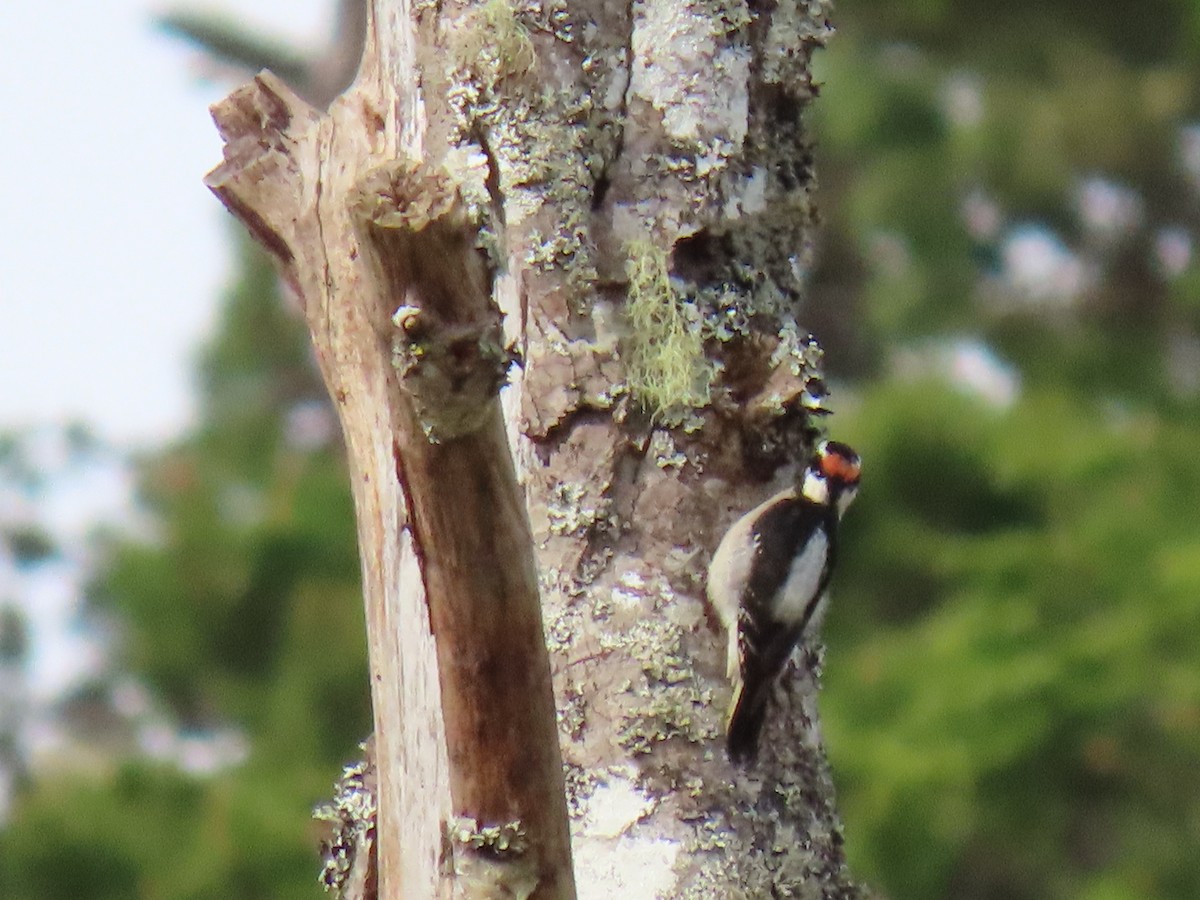 Hairy Woodpecker - ML429272011