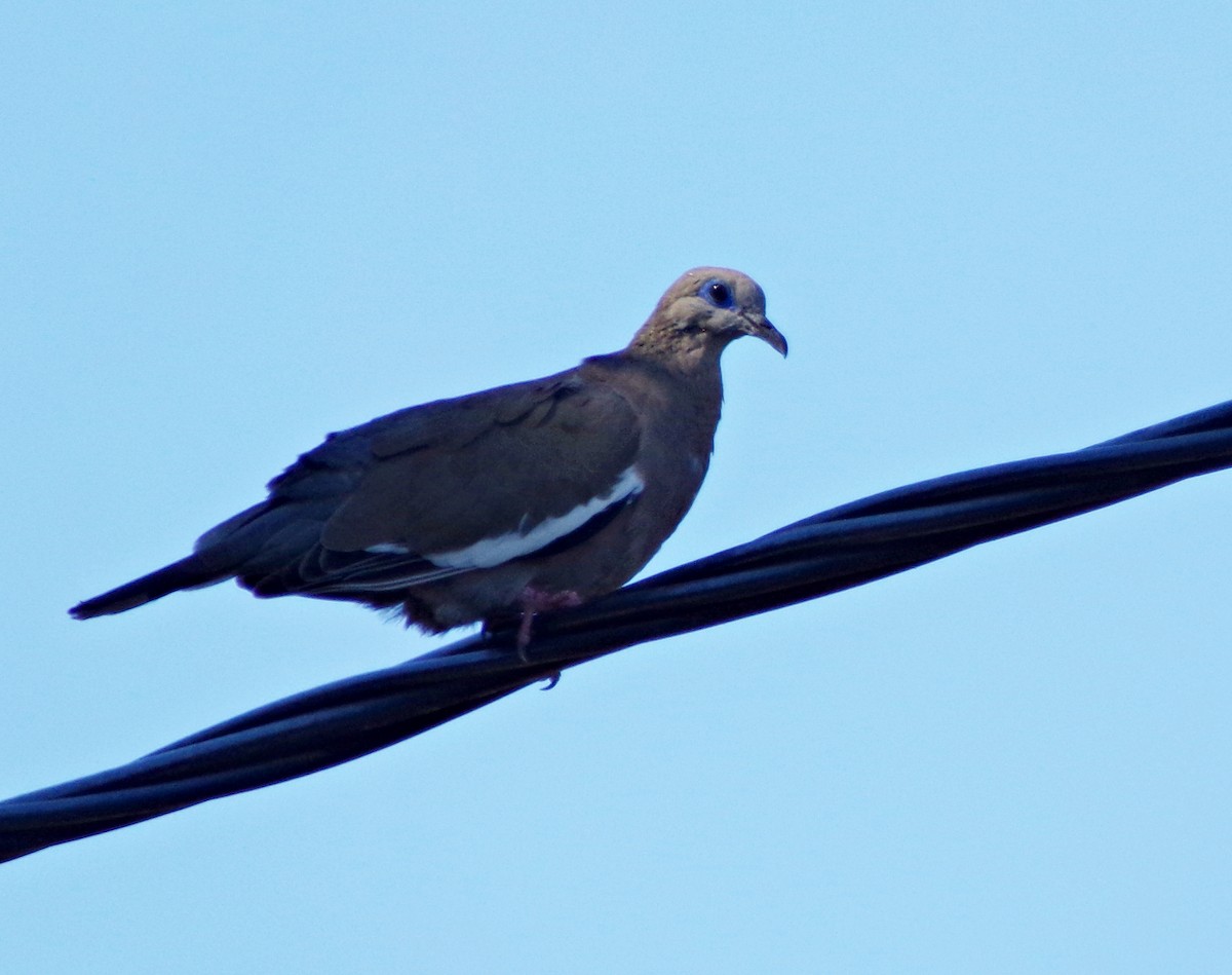 West Peruvian Dove - ML429272791