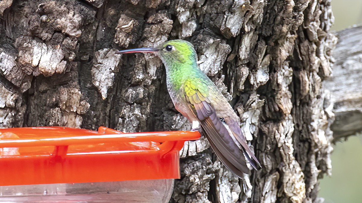 kolibřík mexický - ML429273021
