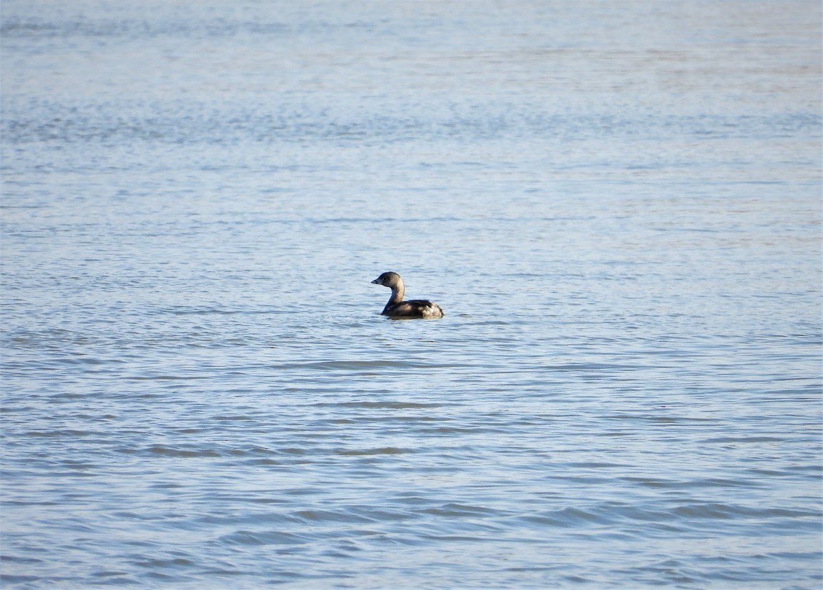 Pied-billed Grebe - ML429274231