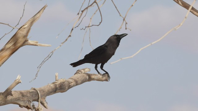 House Crow - ML429274321