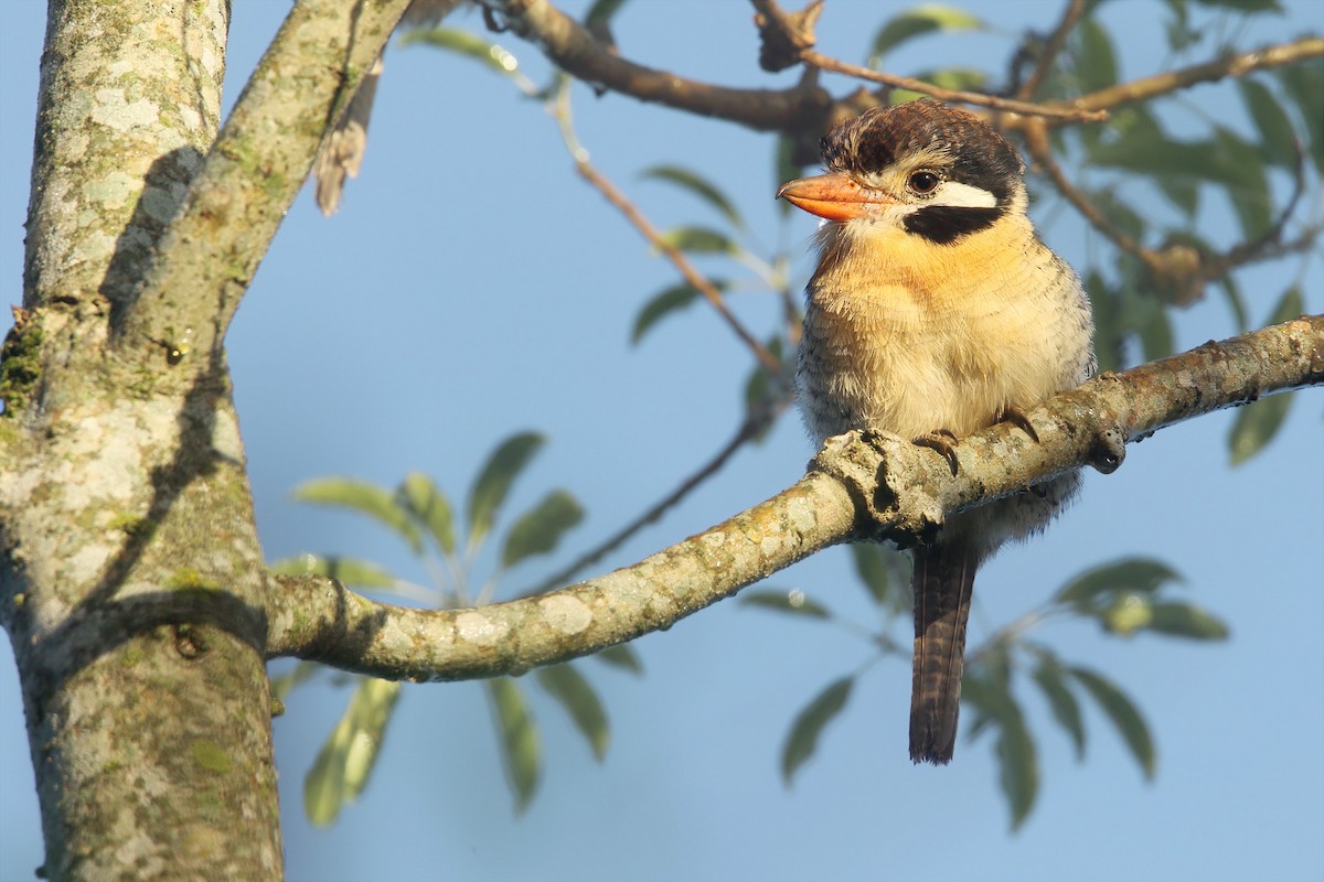 White-eared Puffbird - ML429274791