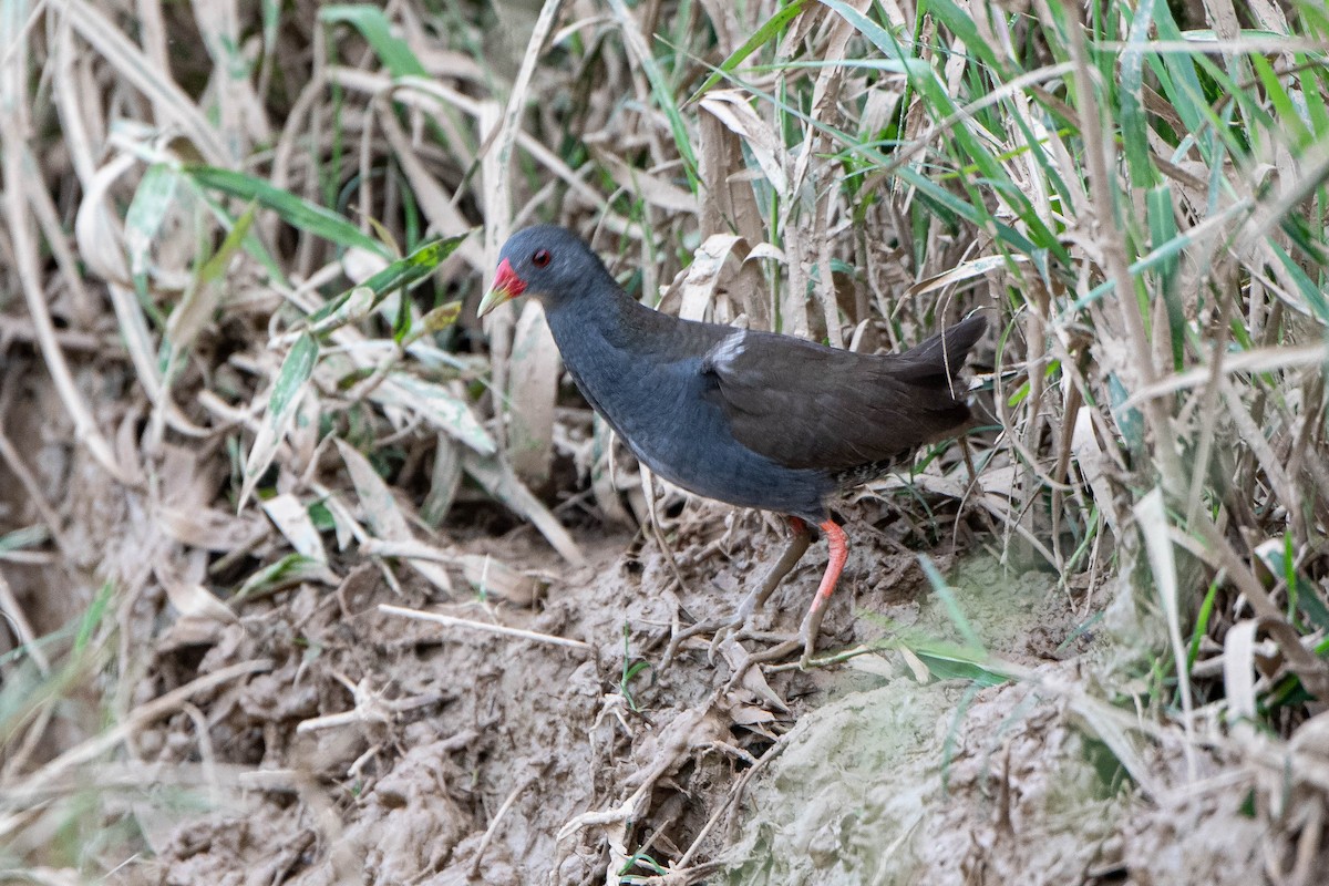 Paint-billed Crake - ML429278591