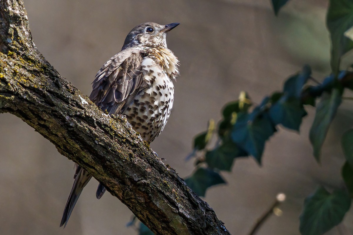 Mistle Thrush - ML429278611