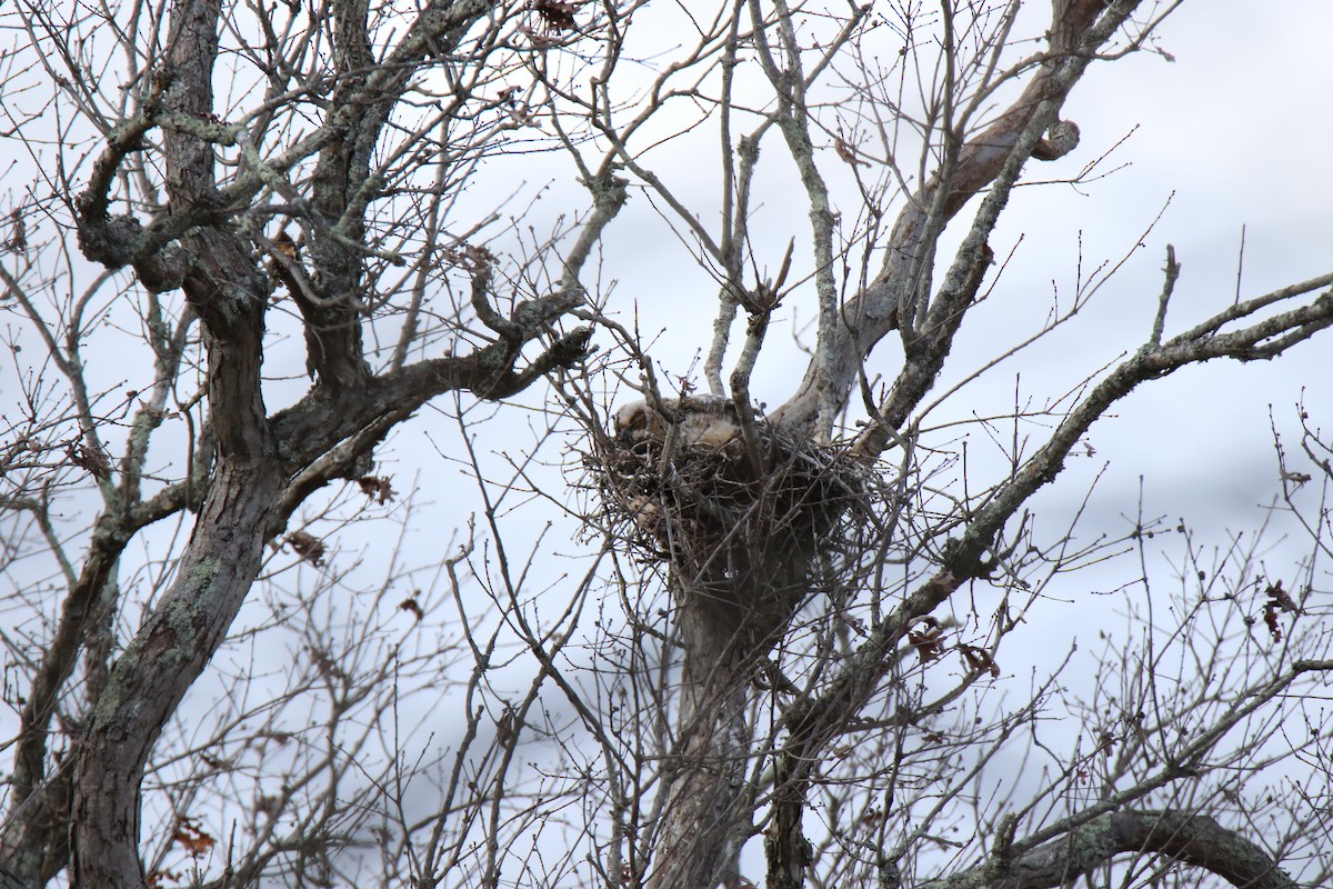 Great Horned Owl - ML429279121