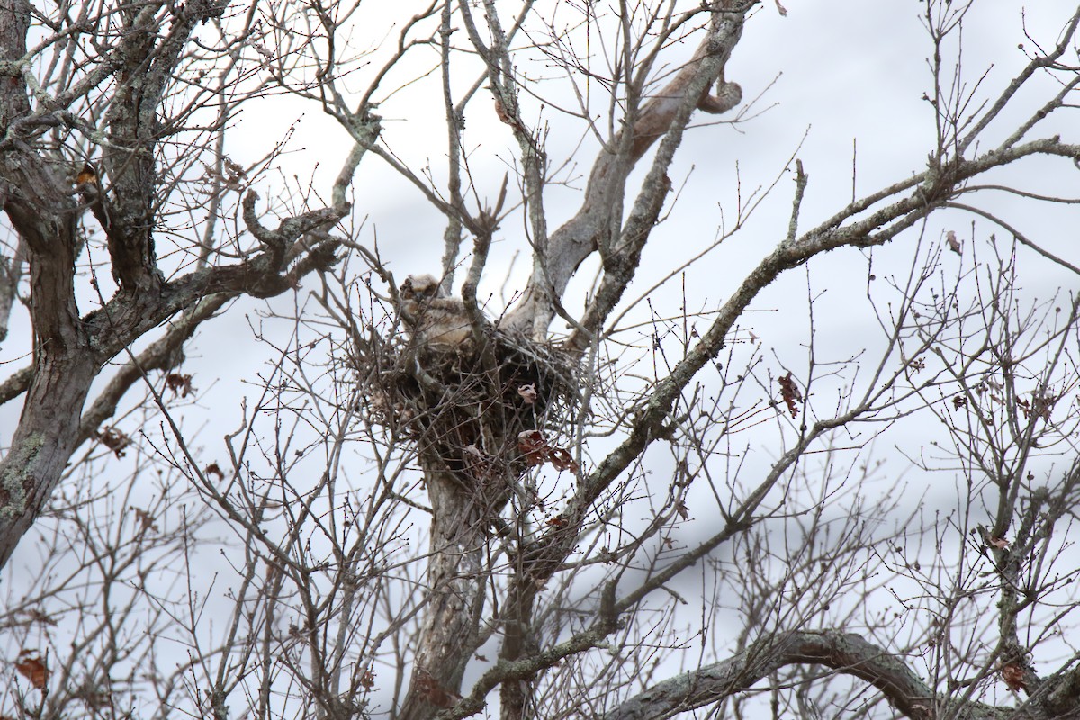 Great Horned Owl - ML429279131