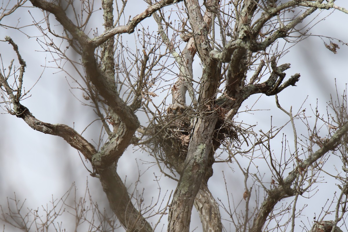 Great Horned Owl - ML429279171