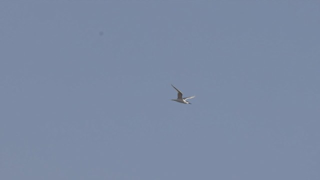 Sandwich Tern (Eurasian) - ML429281041