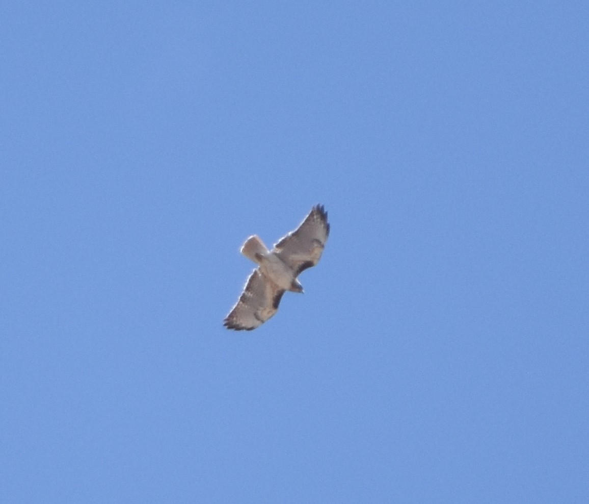 Red-tailed Hawk - ML429281611