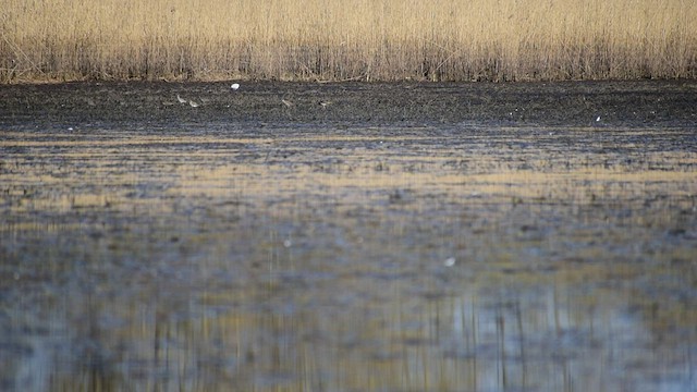 Common Redshank - ML429281761