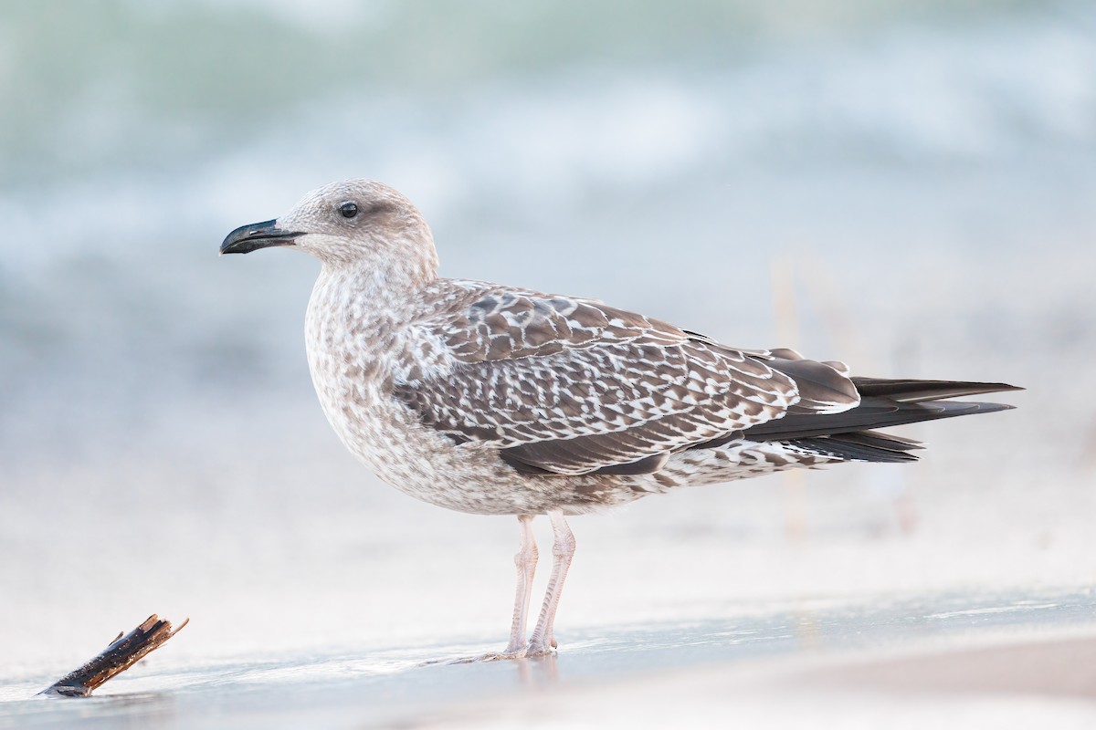 Lesser Black-backed Gull - ML429282931