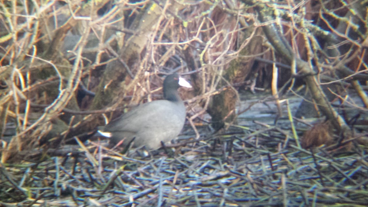 American Coot (Red-shielded) - ML429283891