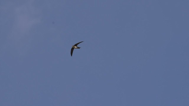 Alpine Swift - ML429284241