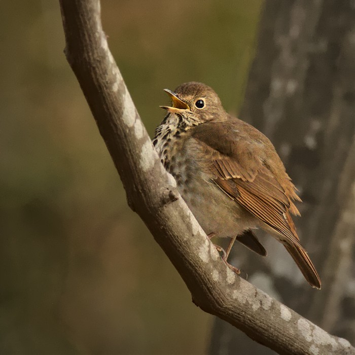 Hermit Thrush - Dale Lambert