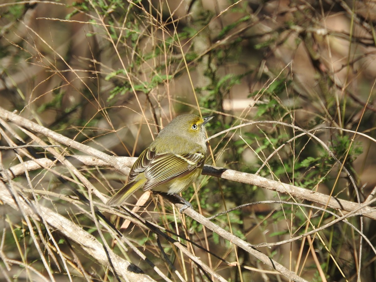 Vireo Ojiblanco - ML429284371