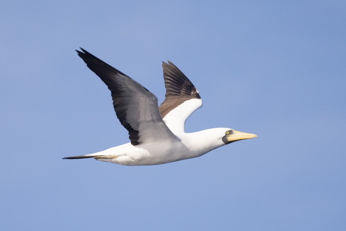 Masked Booby - Yann Muzika