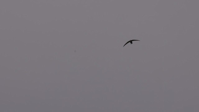 Common Swift - ML429286481