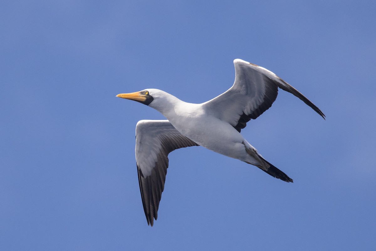 Nazca Booby - ML429286581