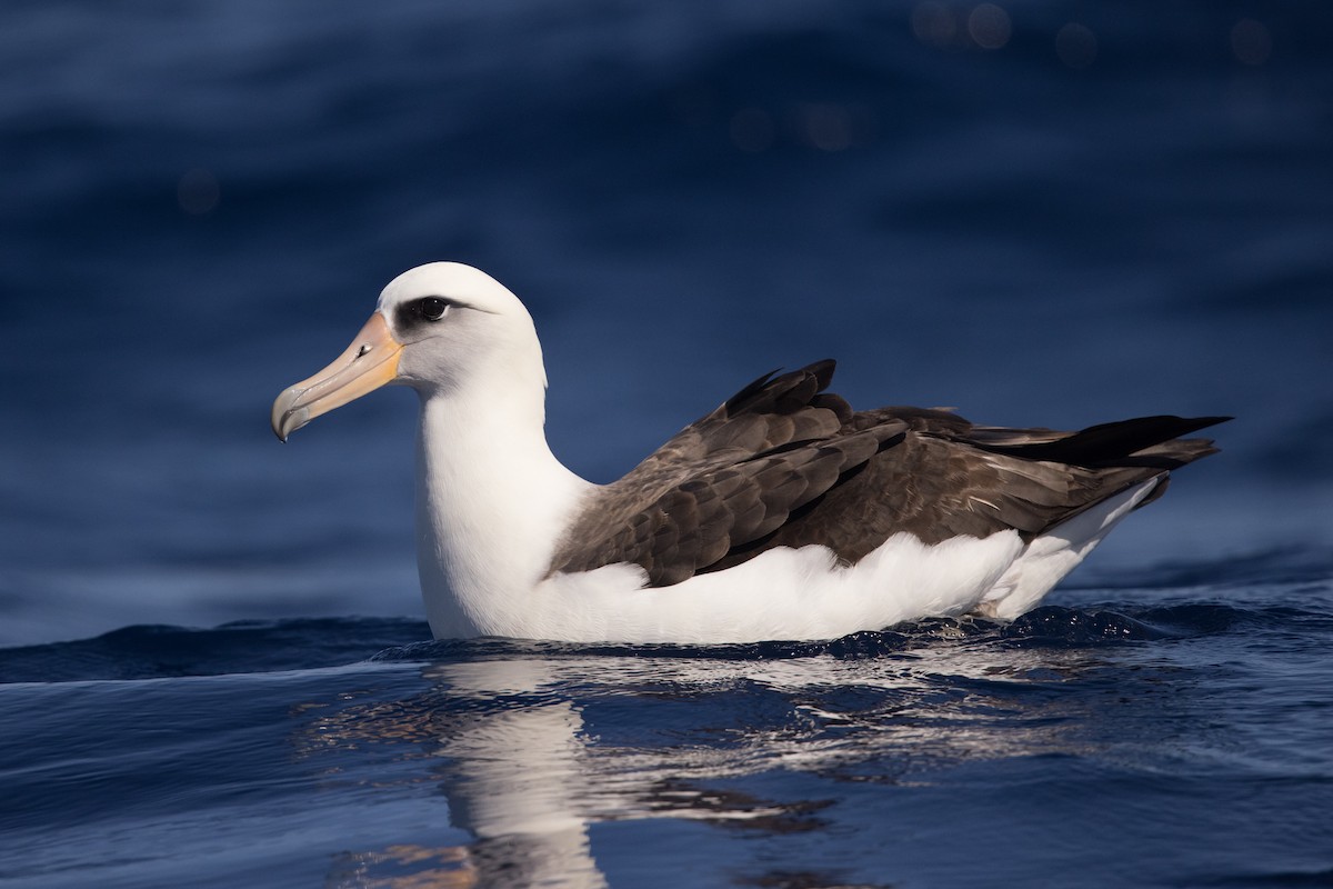 Laysan Albatross - Yann Muzika