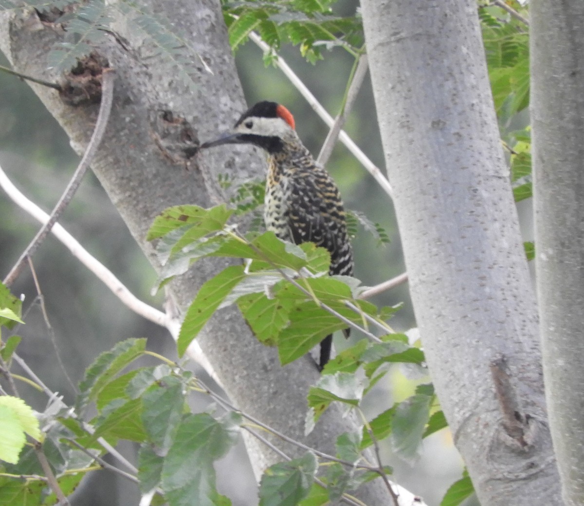 Green-barred Woodpecker - ML429286901