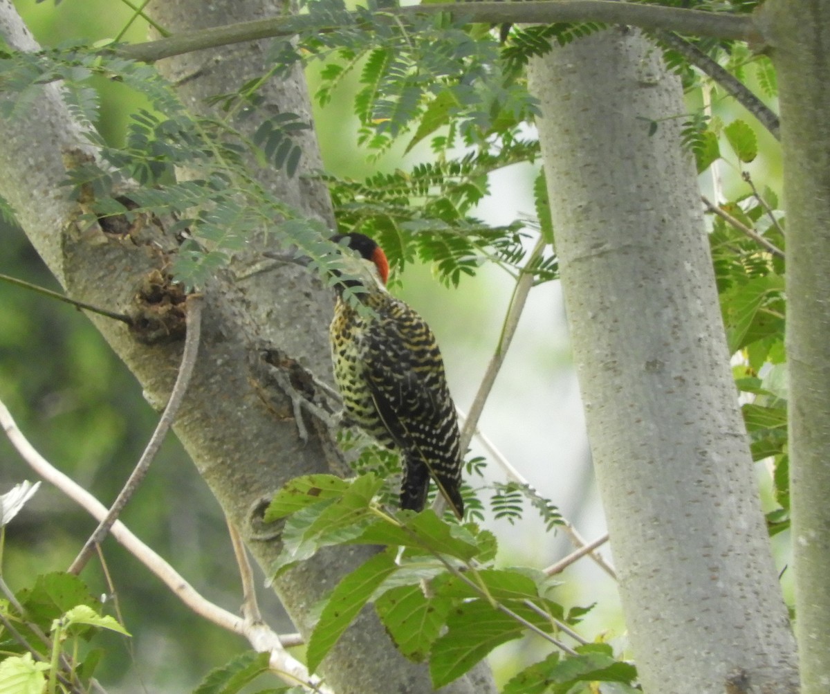 Green-barred Woodpecker - ML429286921
