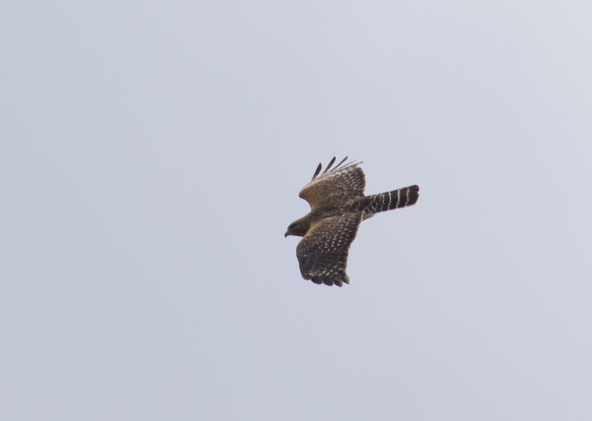 Red-shouldered Hawk - ML429287061