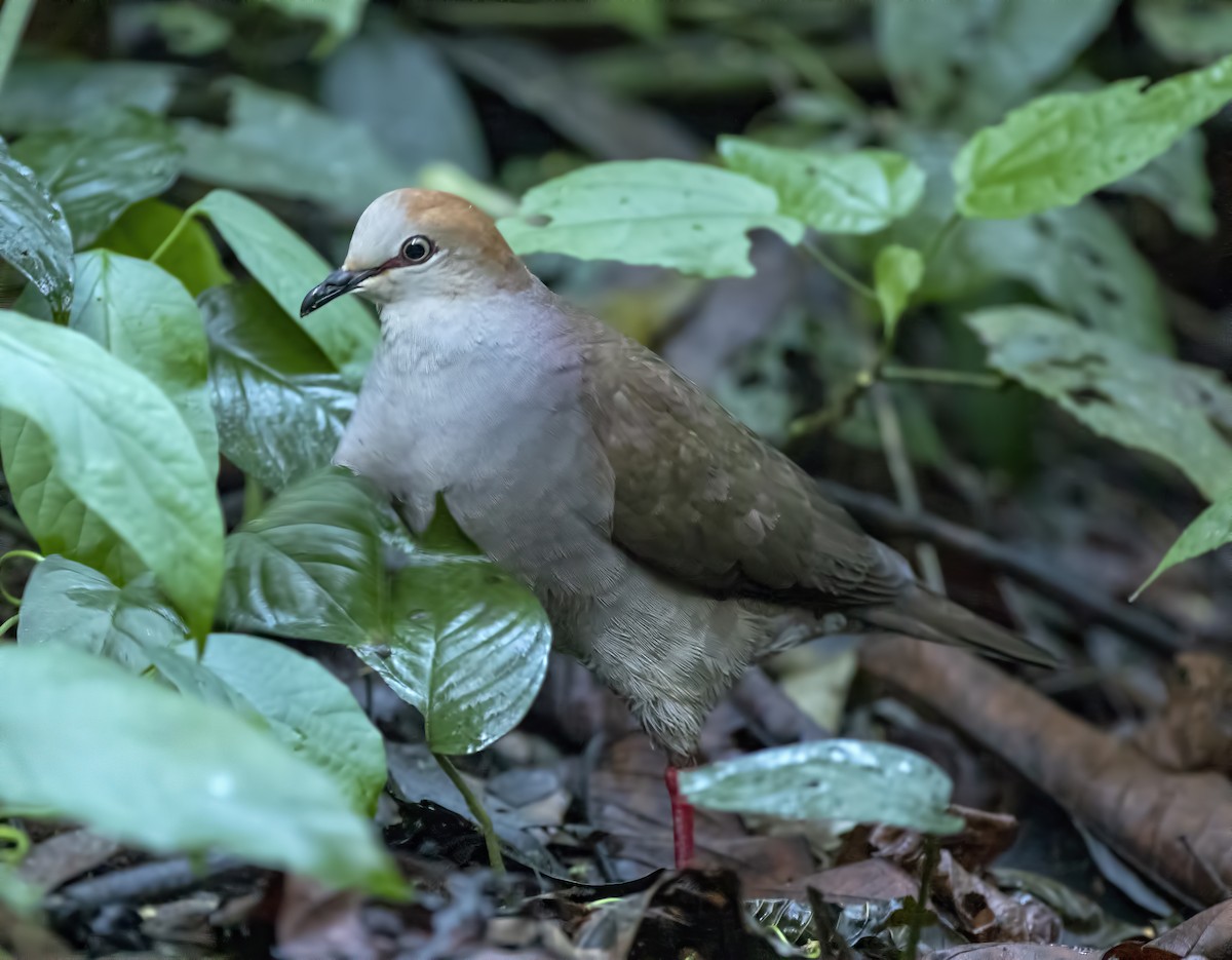 Gray-chested Dove - Ricky Owen