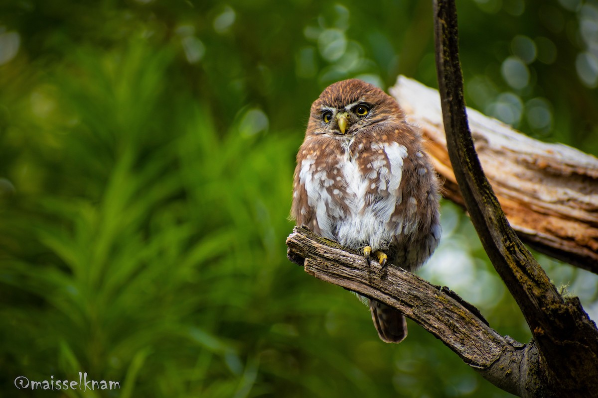 Austral Pygmy-Owl - ML429287181