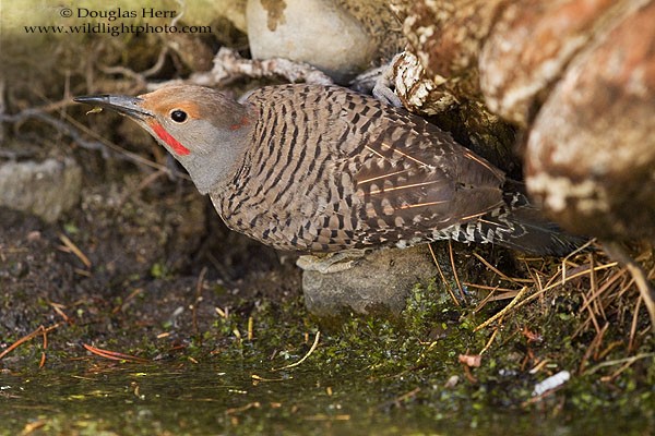 Northern Flicker (Yellow-shafted x Red-shafted) - ML42928721