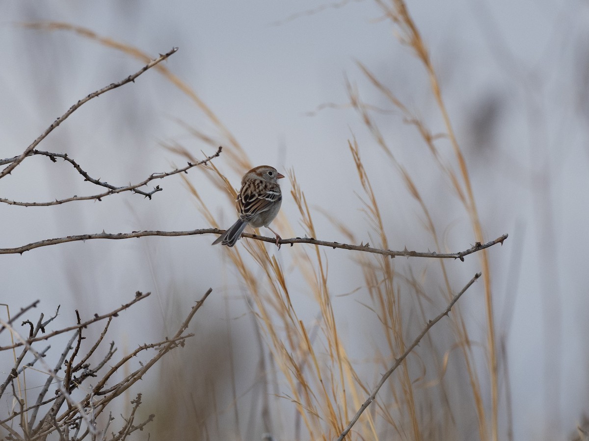 Field Sparrow - ML429287231