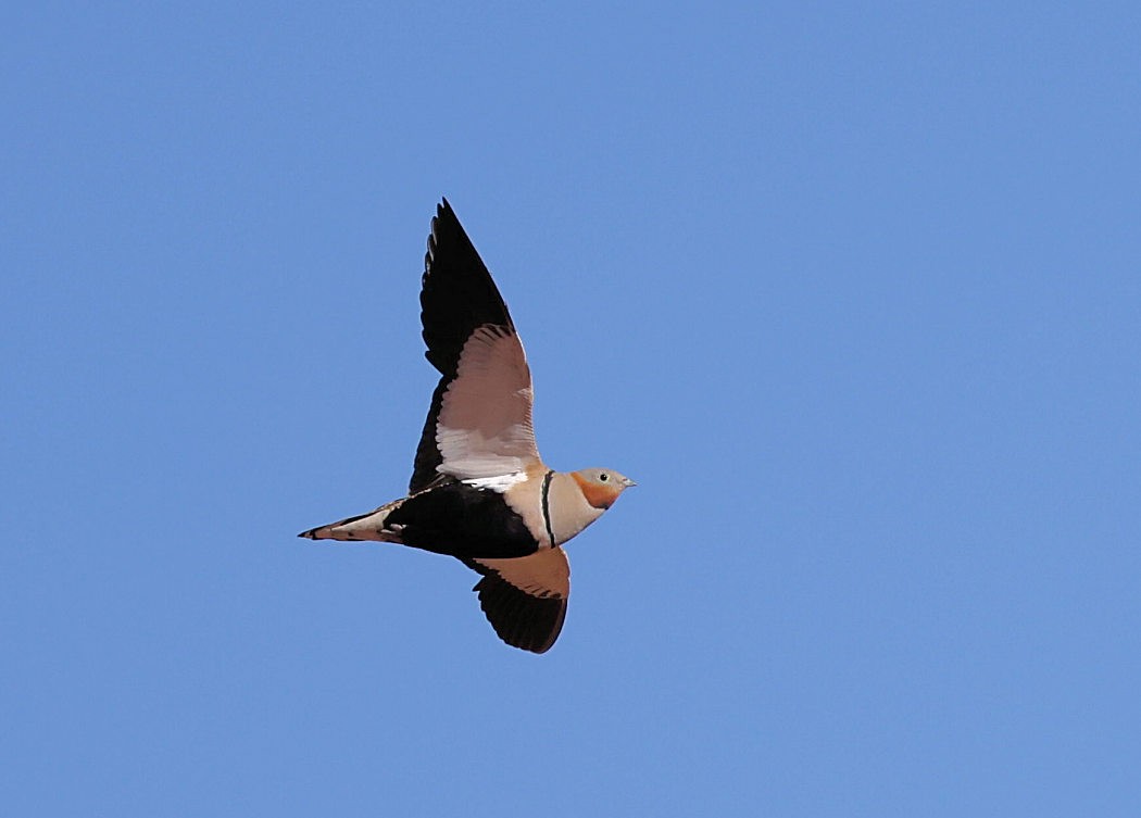 Black-bellied Sandgrouse - Kevin Hoatzin