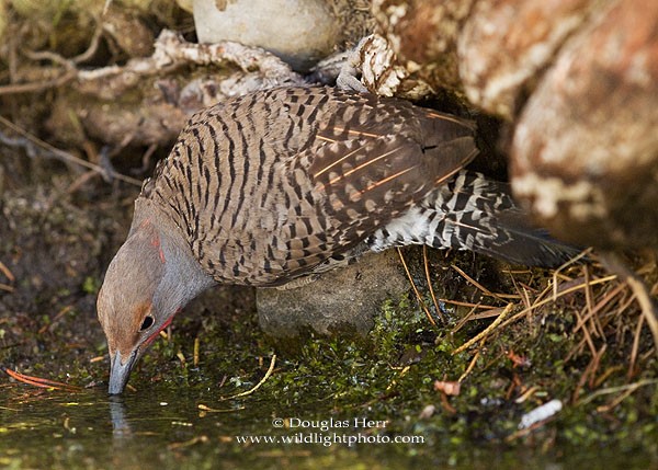 Northern Flicker (Yellow-shafted x Red-shafted) - ML42928751