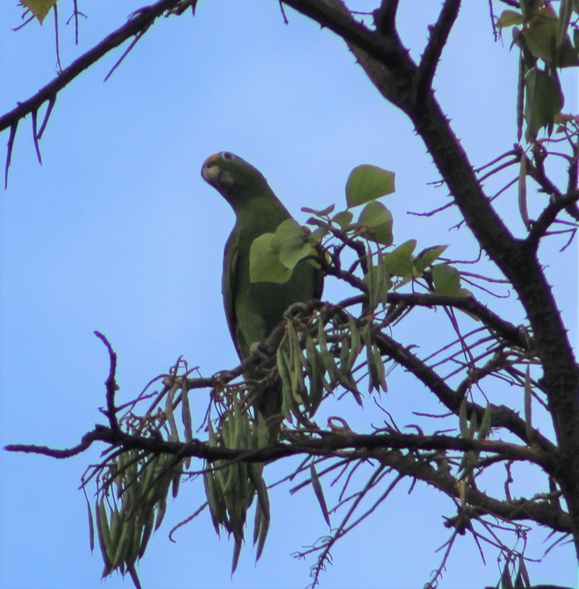 Yellow-crowned Parrot - ML429289161
