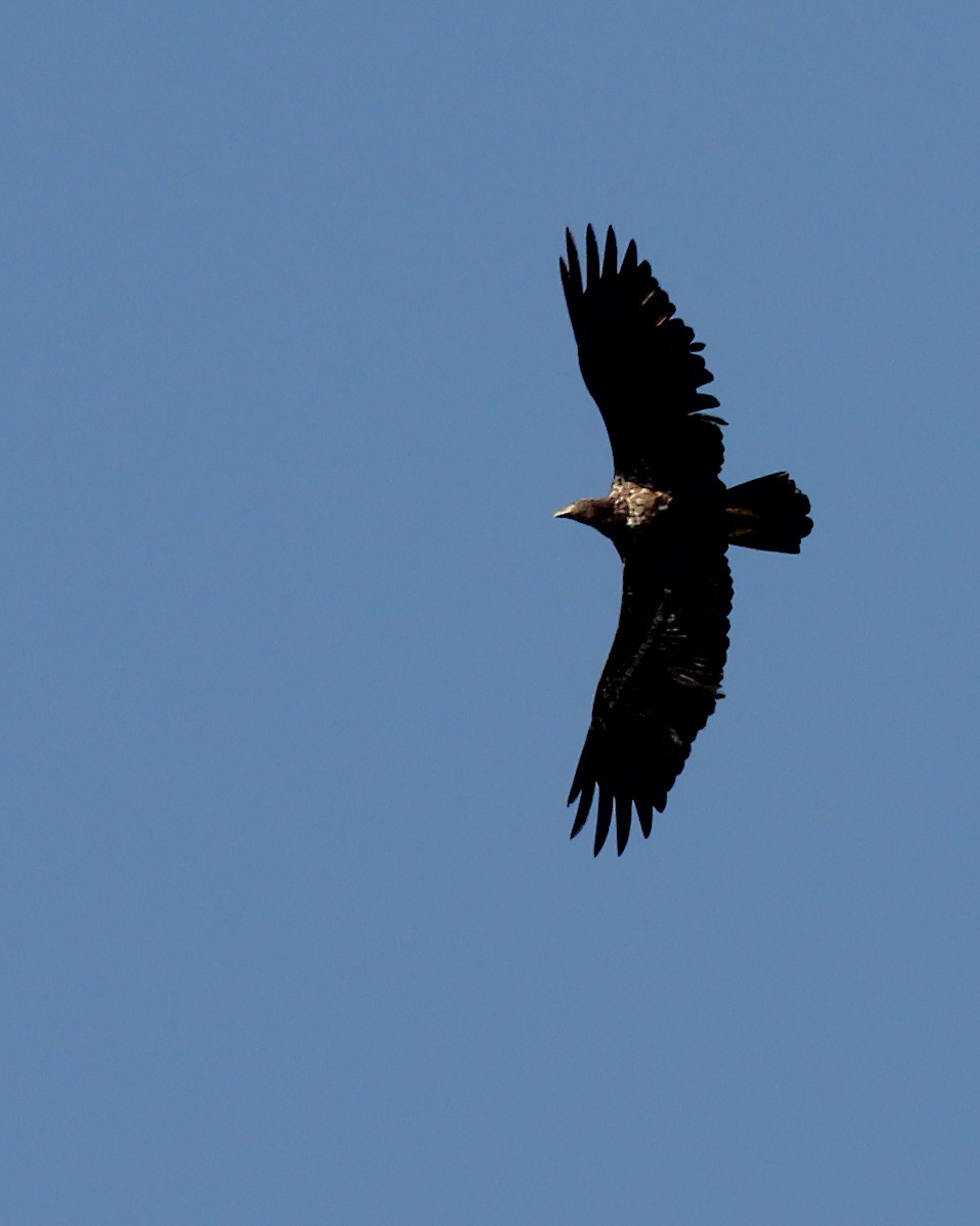 Bald Eagle - ML42929191