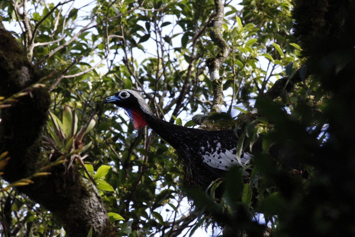 Black-fronted Piping-Guan - ML429293001
