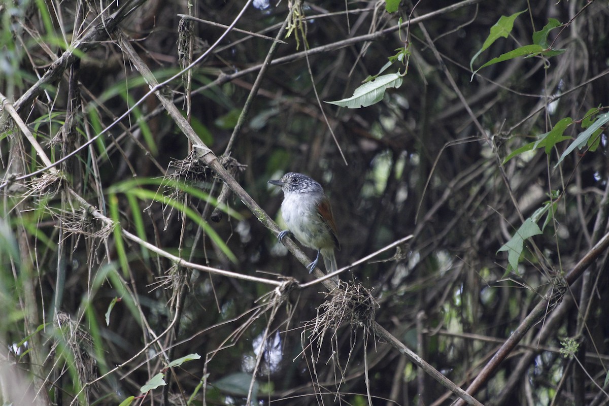 Rufous-backed Antvireo - ML429293101