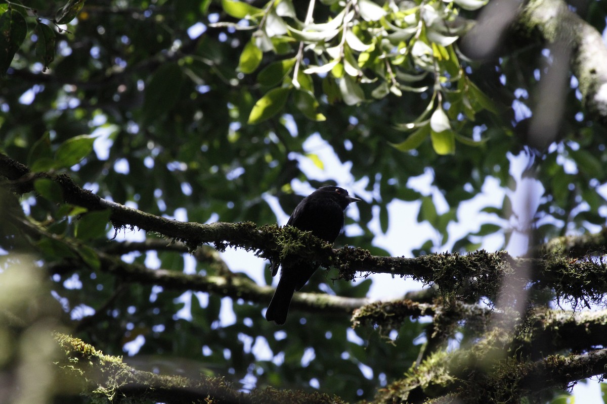 Blue-billed Black-Tyrant - ML429293321