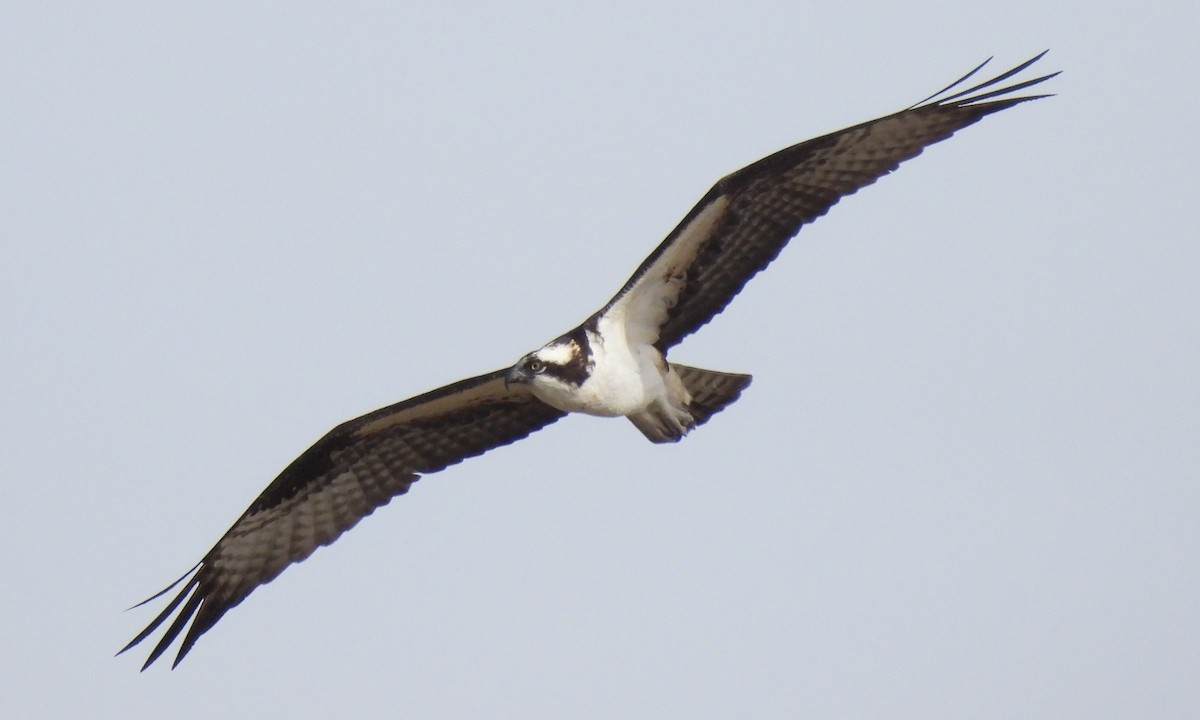 Águila Pescadora - ML429296451