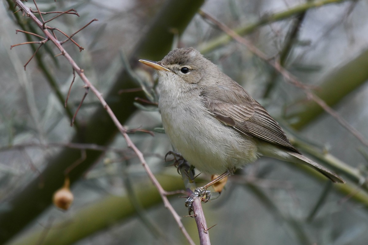 Eastern Olivaceous Warbler - ML429296921