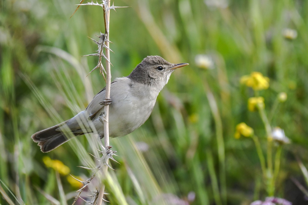 Eastern Olivaceous Warbler - ML429296941