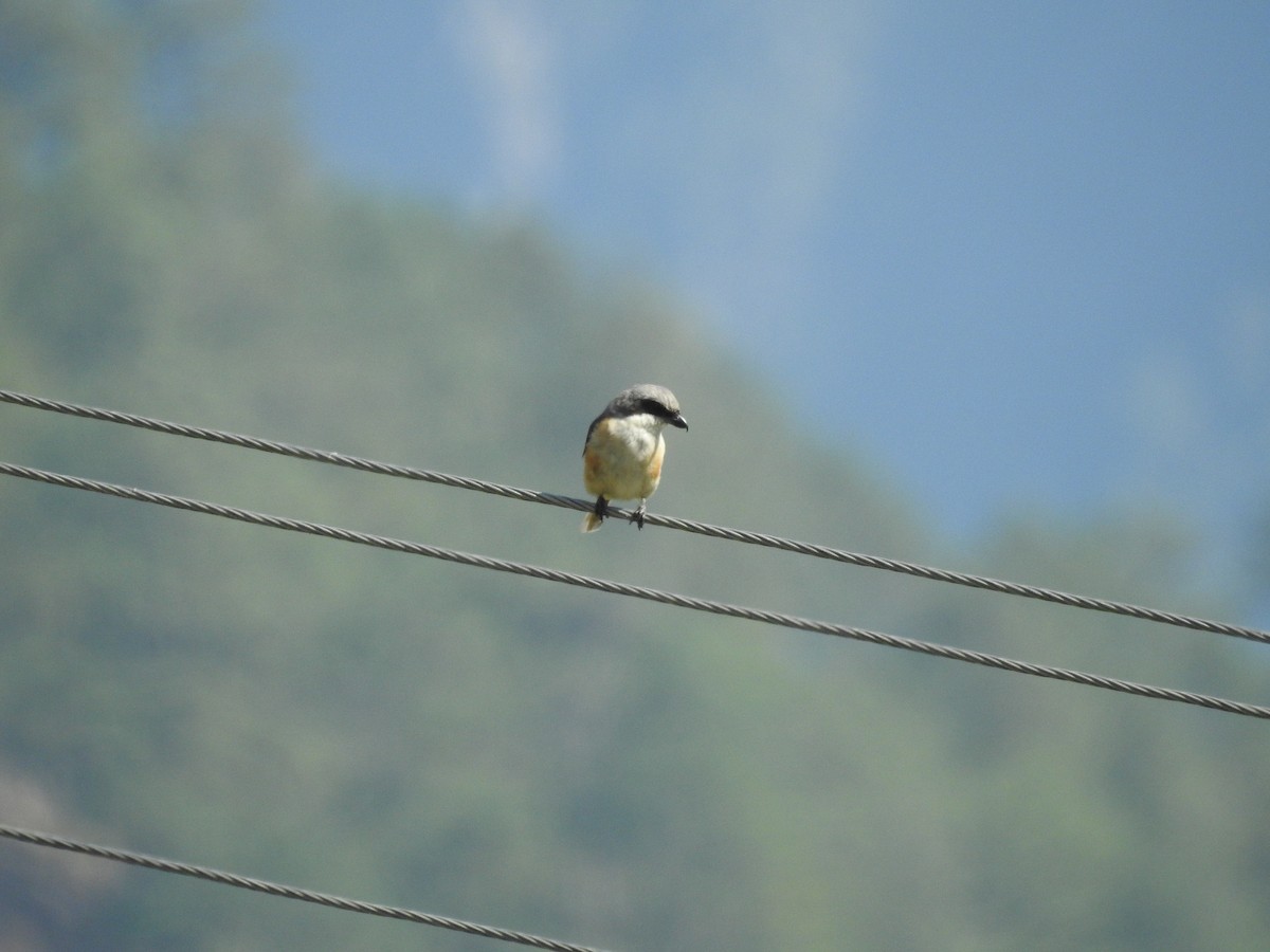 Gray-backed Shrike - Sourav Halder