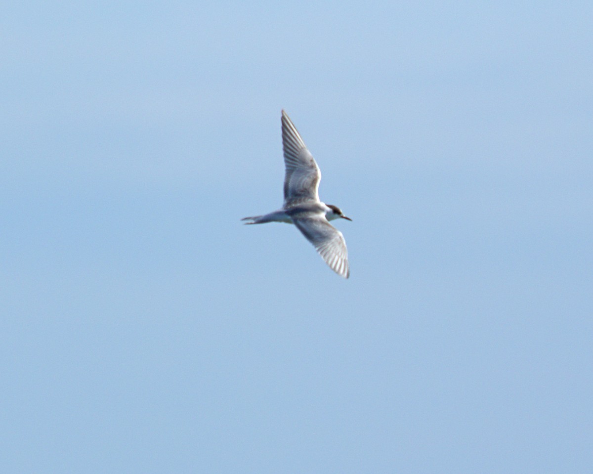 Common Tern - Dennis McNeill