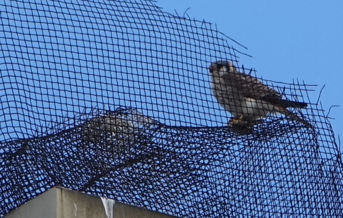 American Kestrel - ML429299771