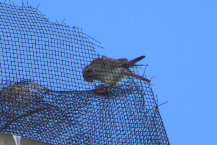 American Kestrel - ML429299931