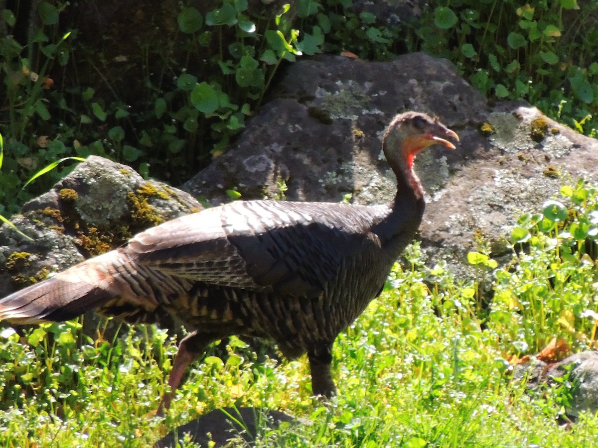 Wild Turkey - ML429300931