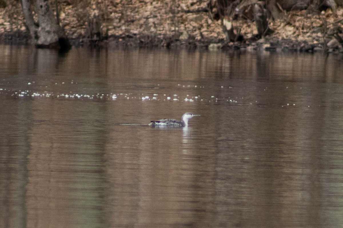 Red-throated Loon - Thomas Gonye