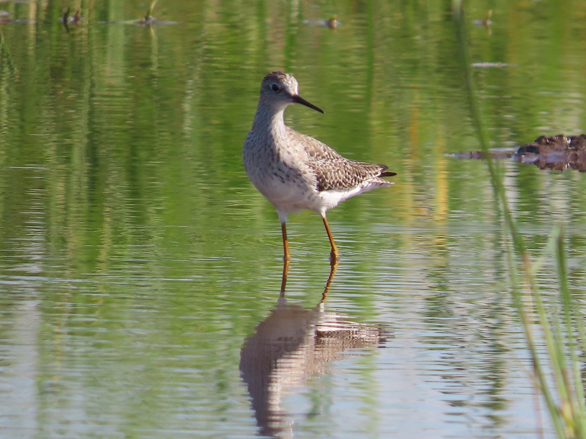 Lesser Yellowlegs - ML429303381